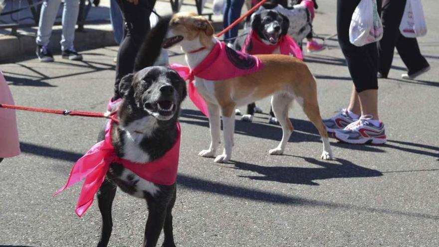 Perros participando en una marcha solidaria a favor de la protectora de animales de la ciudad.