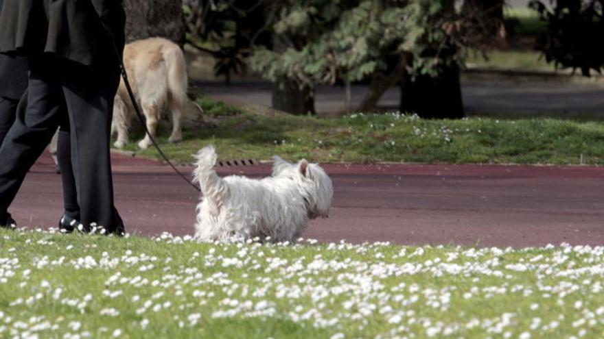 Almussafes mima a los perros