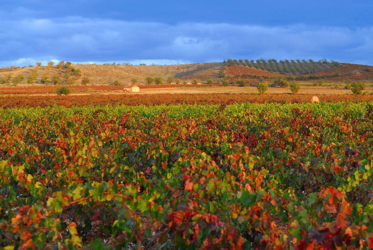 En los suelos pedregosos de la DO Cariñena está el secreto de la singularidad de sus vinos.