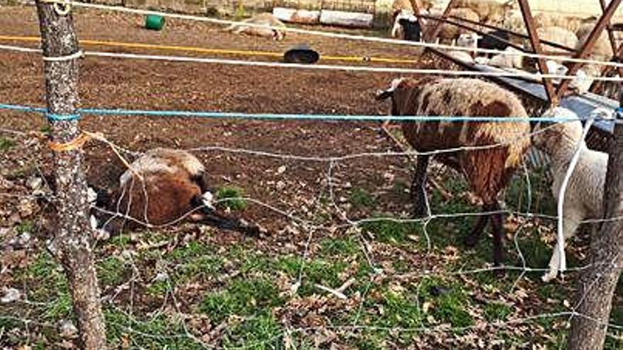 Ovejas muertas y quemadas en el incendio.