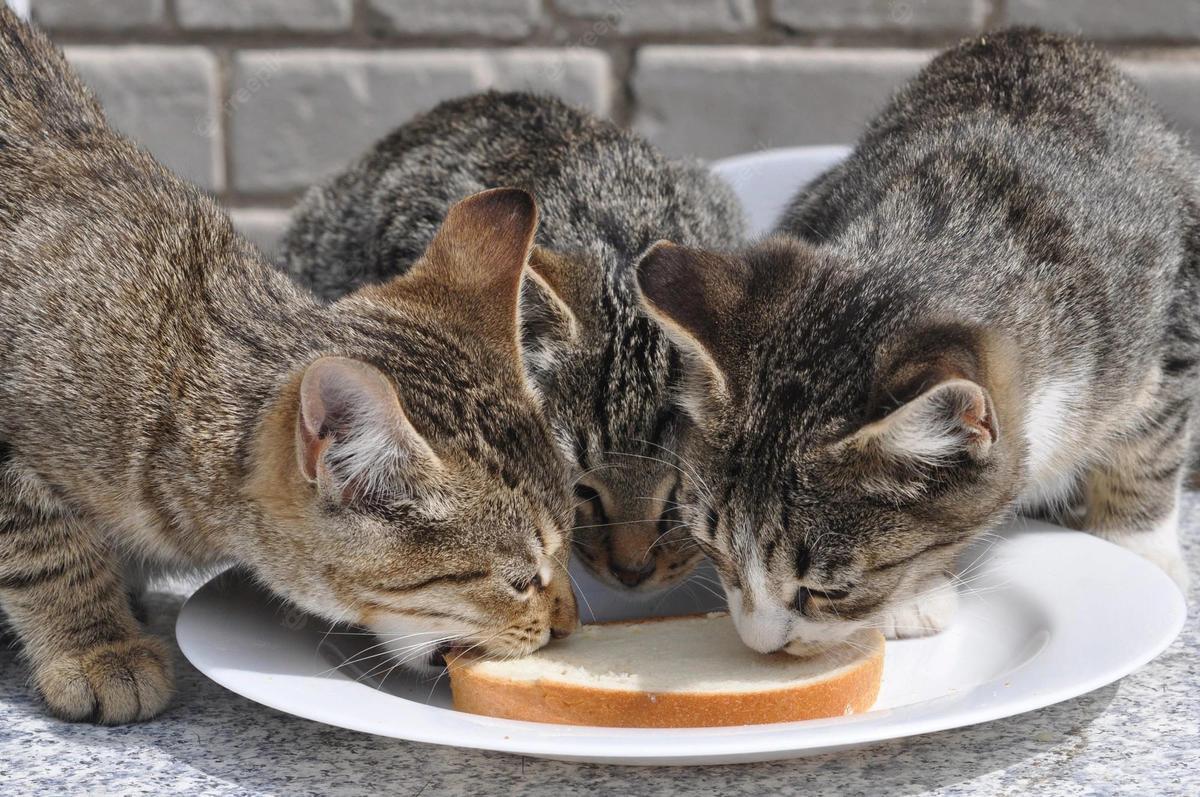 Gatos y pan: ¿pueden comerlo o es un peligro para ellos?