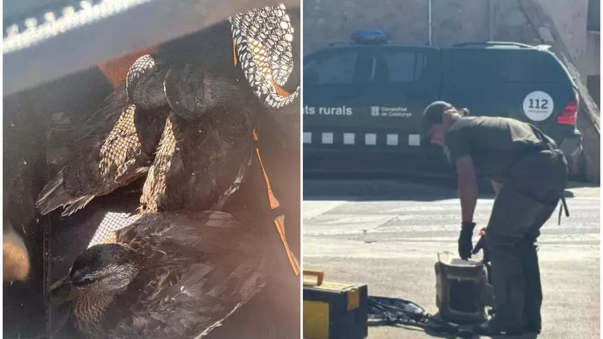 Així ha estat el rescat de tres aneguets atrapats en el canal del Rec d’Igualada