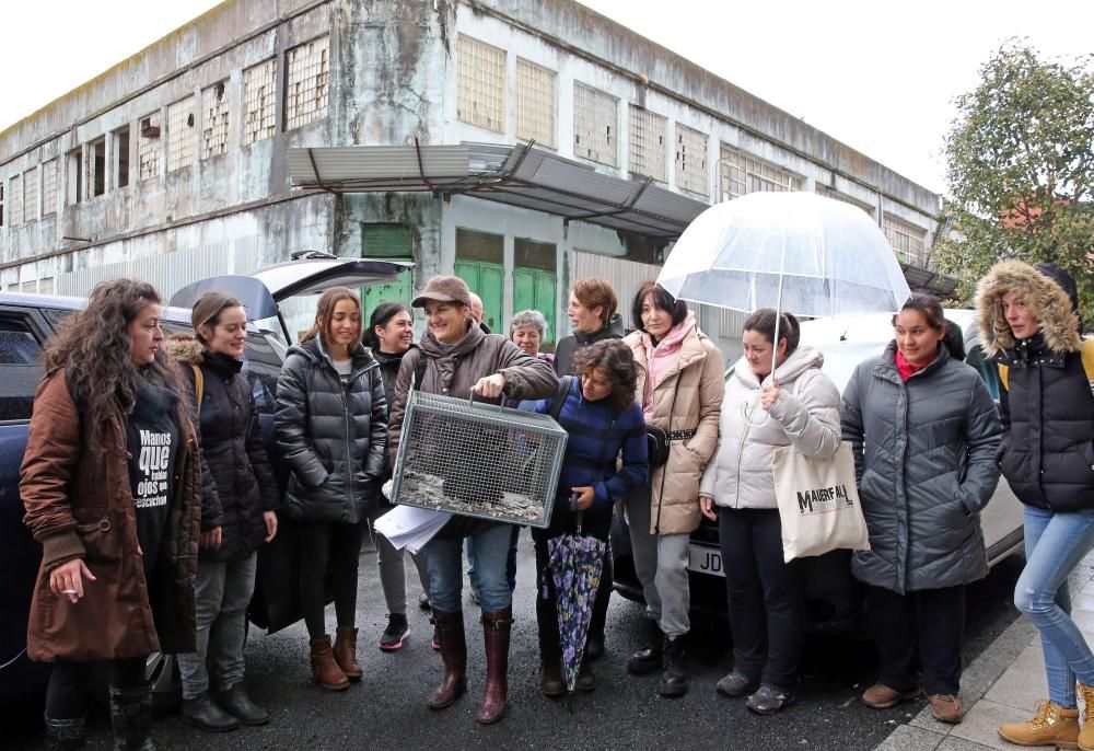 Los animalistas acudieron a rescatar a los gatos antes de que comenzasen las obras de derribo