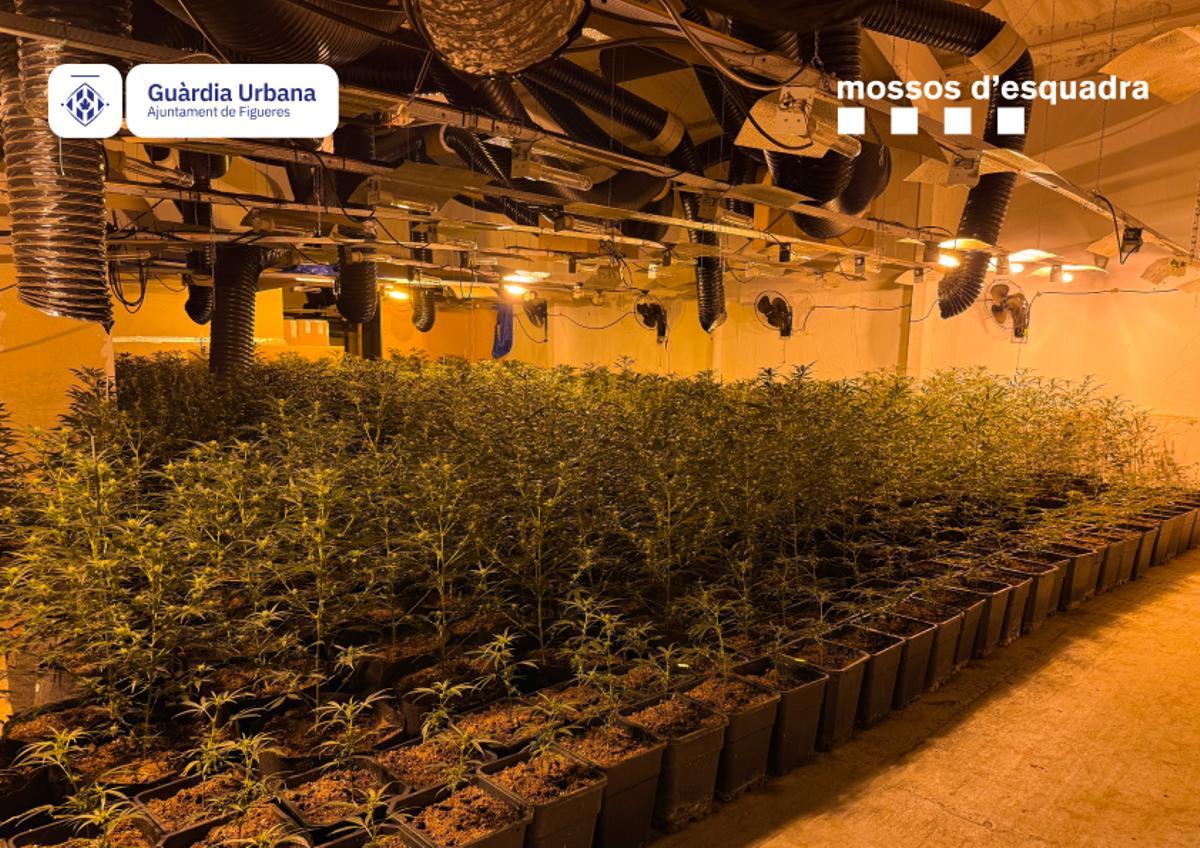 Imatges del desmantellament d’una plantació de 1.830 plantes de marihuana a Figueres