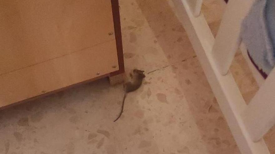 Una rata muerta en una vivienda del barrio de Benisaudet, en Alicante.