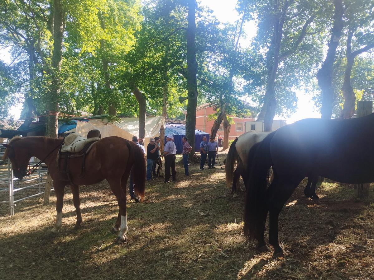 La feria sin vacas de San Pedro de Mallecina, en Salas, en imágenes