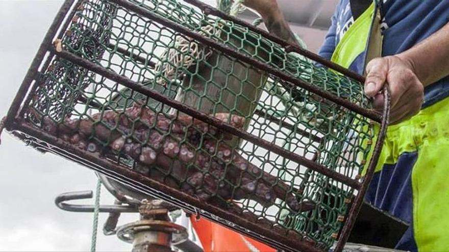 Todo el pulpo del Occidente de enero con sello de pesca sostenible será comprado por una empresa de Vigo