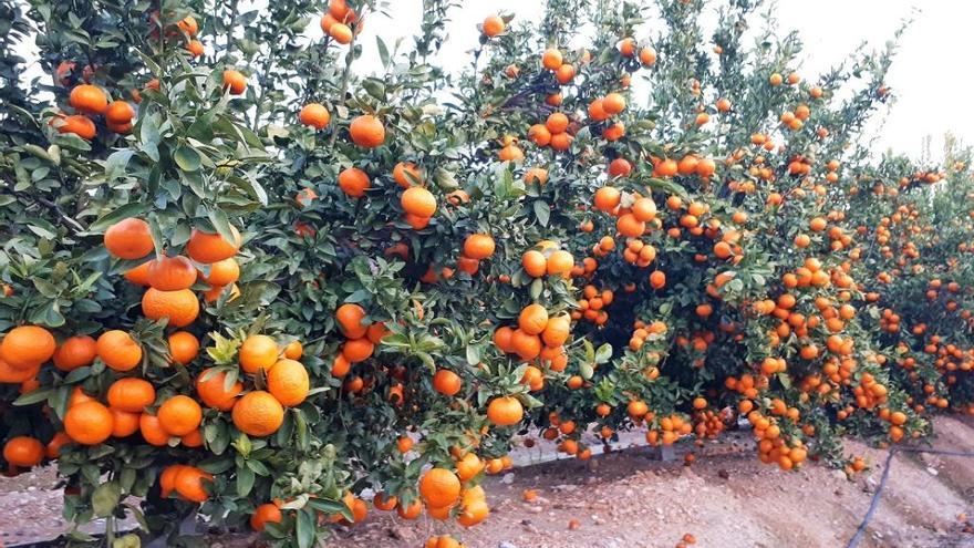 Mandarinas tardías Spring Sunshine, en un campo de cultivos