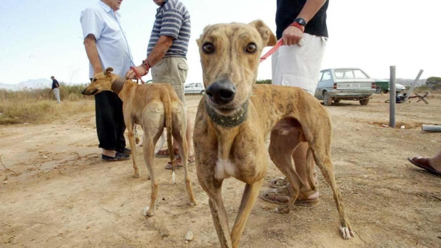 Galgos participantes en la XV edición de la Carrera de Galgos &#039;Villa de las Torres&#039; en 2005.