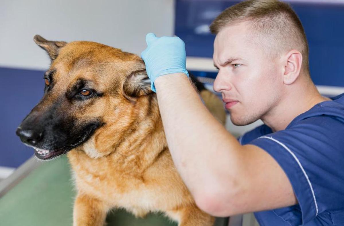 Posar el microxip serà obligatori a la UE