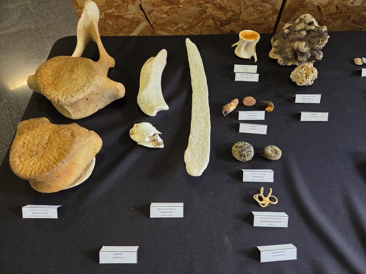 Algunos de los restos de animales encontrados.