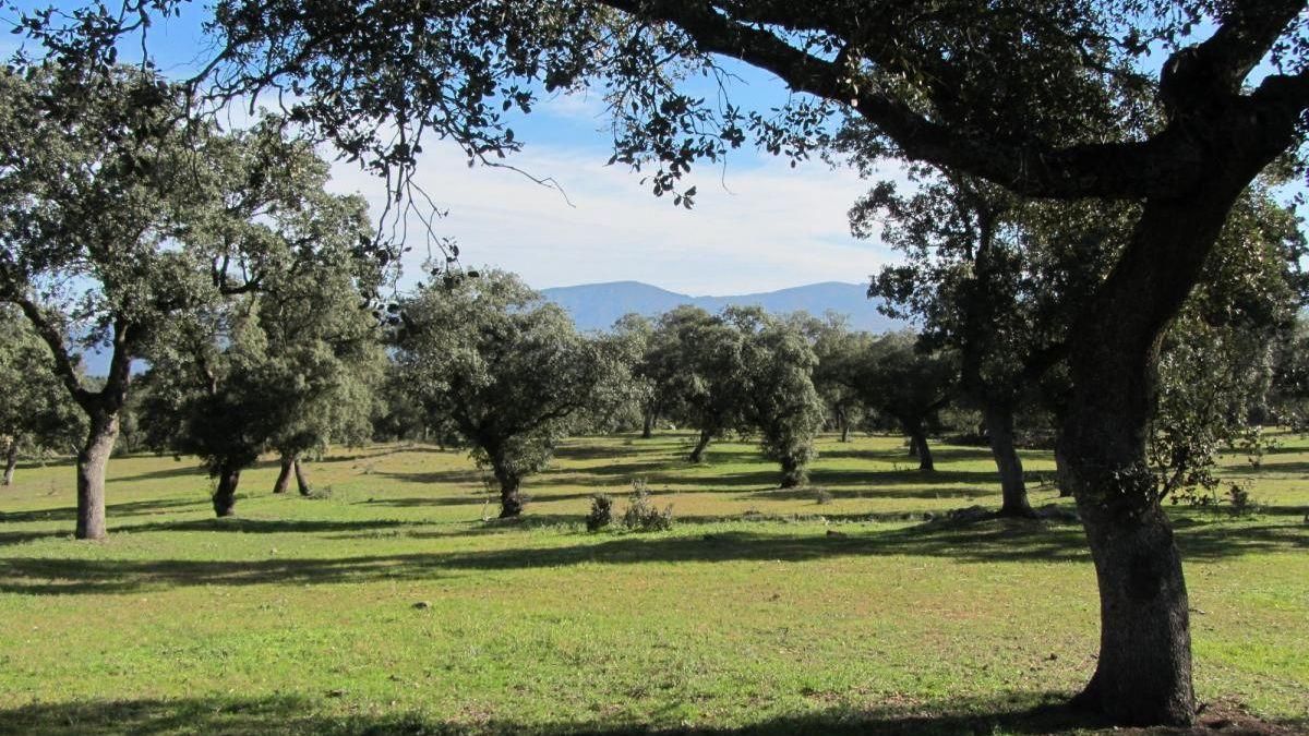 Dehesa de las Quebradillas (Conquista)