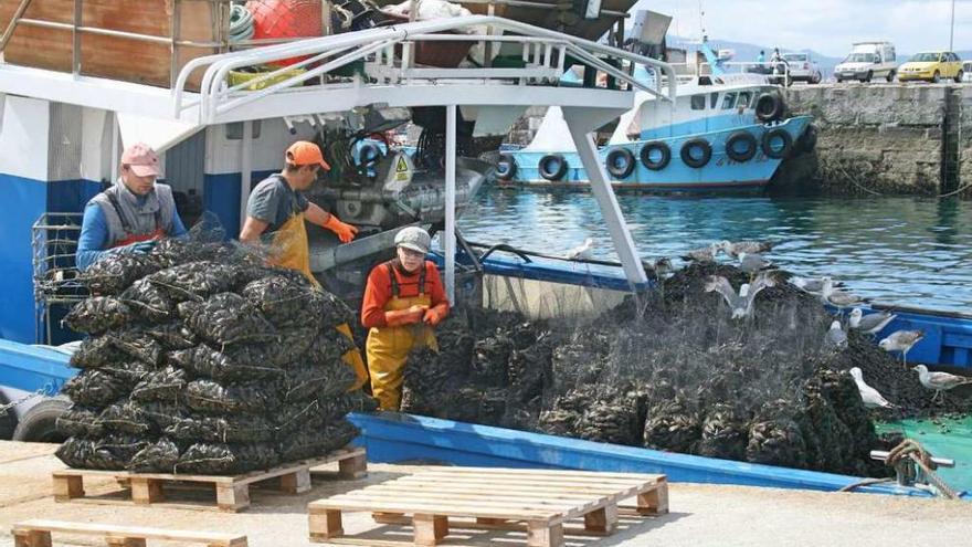 Varios operarios descargan mejillón en un puerto gallego.