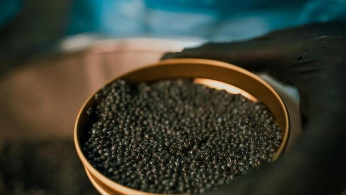 WhatsApp Image 2025 11 24 at 14.05.57