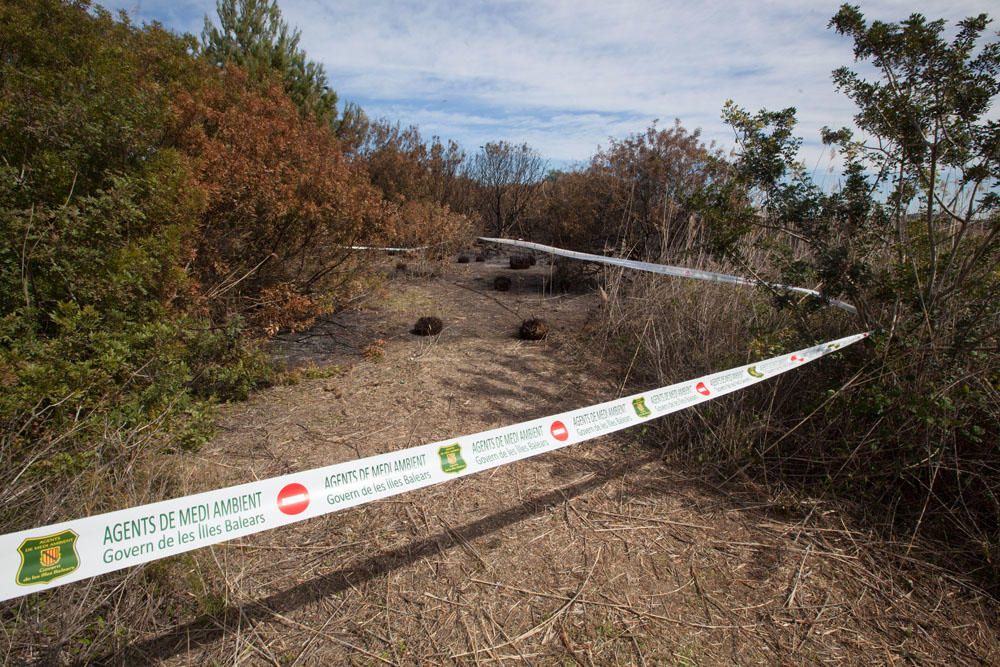 El día después del incendio en ses Feixes