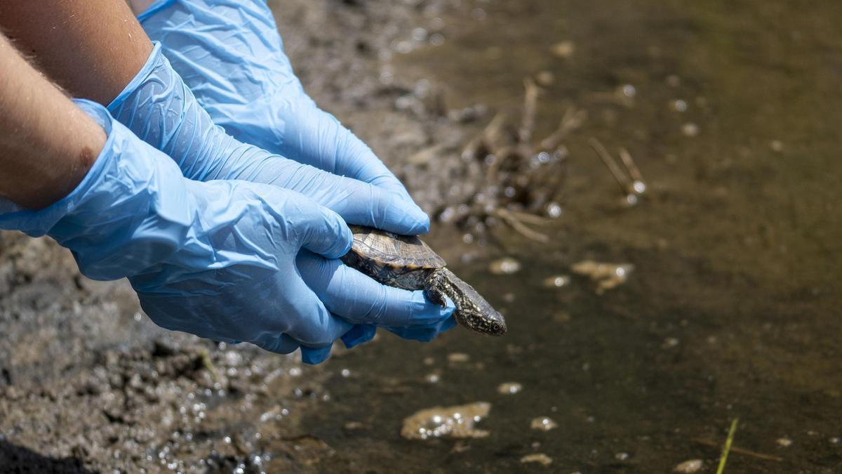 Reintroducción de los galápagos europeos.