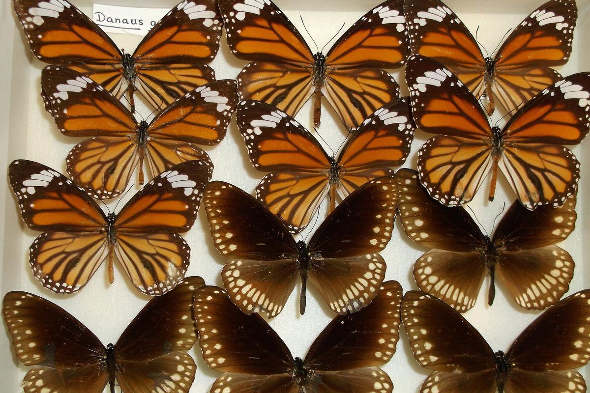Ejemplares de mariposas tigre común (Danaus genutia) y cuervo común (Euploea core).