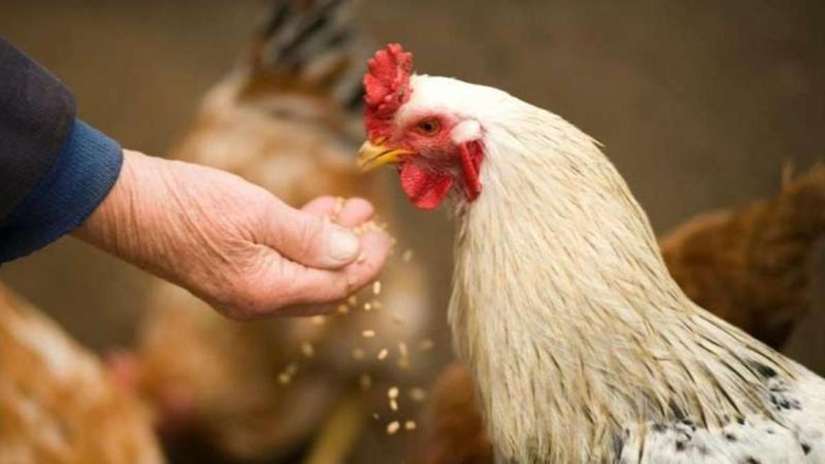 Huevos de gallina modificados genéticamente: una posible fábrica de fármacos