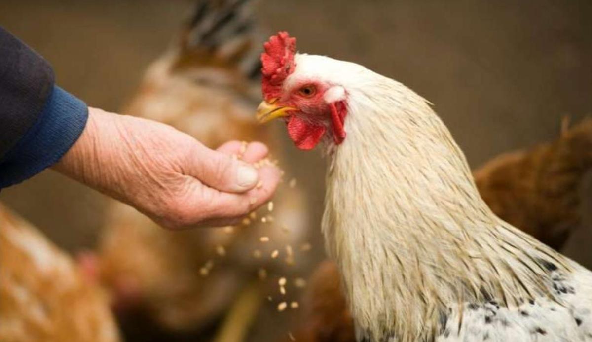 La investigación supera uno de los principales obstáculos de la transgénesis aviar y acerca una producción estable de fármacos en huevos.