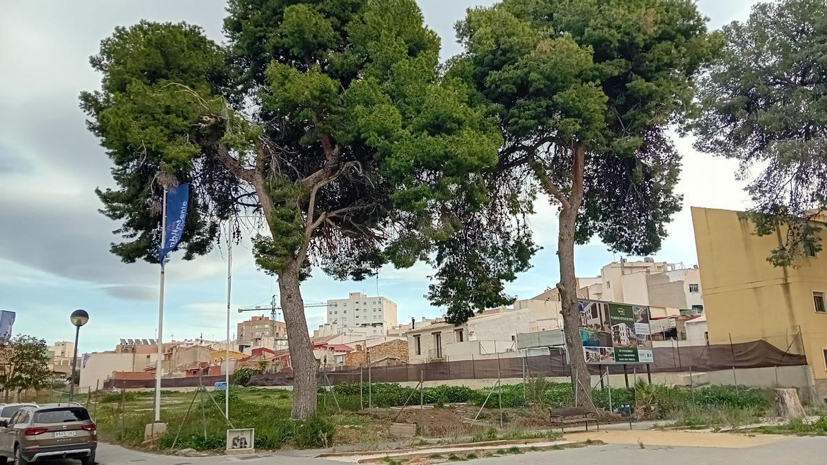 Sant Joan modifica su Plan General para salvar dos pinos