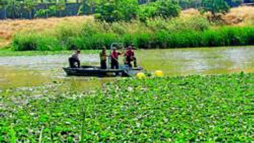 La CHG retira nenúfares del cauce urbano del Guadiana