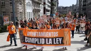 Animalistas reclaman en Vigo que se cumpla la ley en relación a las colonias felinas