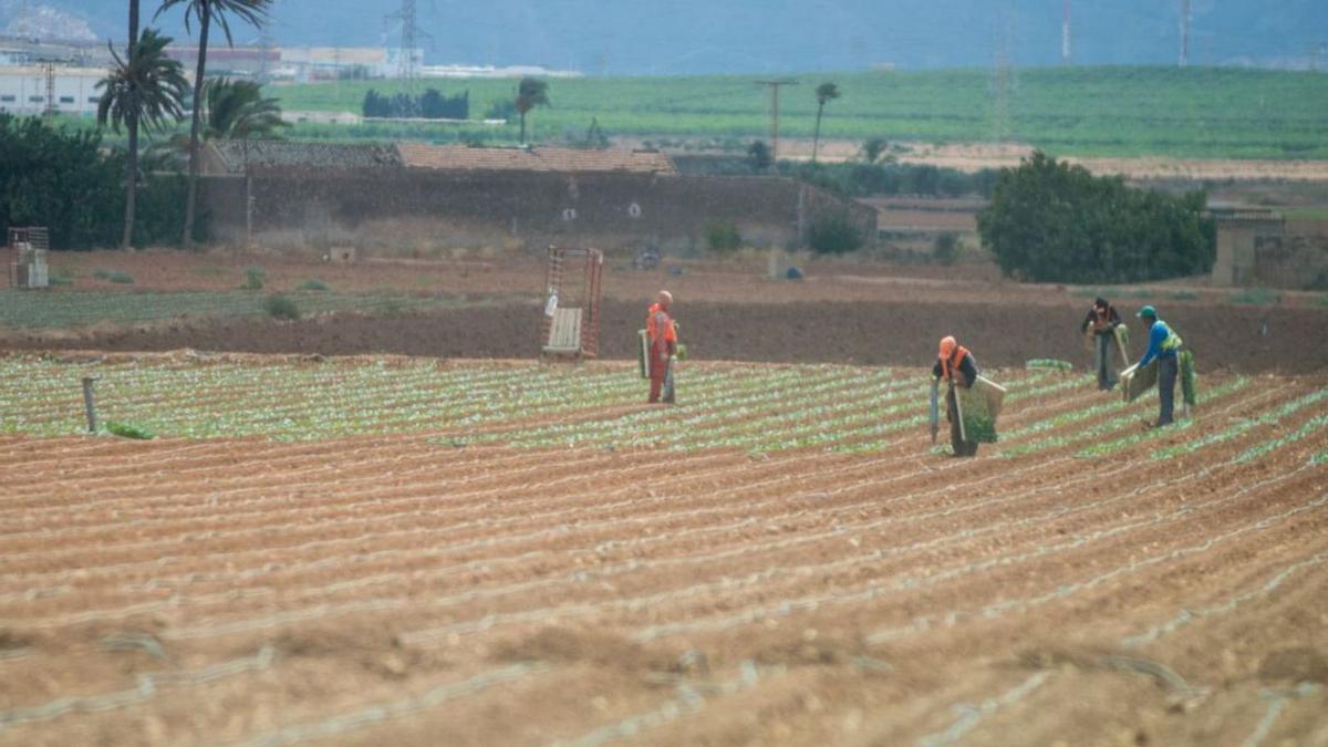 Empleados trabajan en una finca agrícola en el Campo de Cartagena. | IVÁN URQUÍZAR