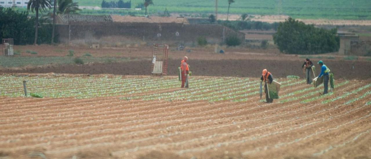 Empleados trabajan en una finca agrícola en el Campo de Cartagena. | IVÁN URQUÍZAR