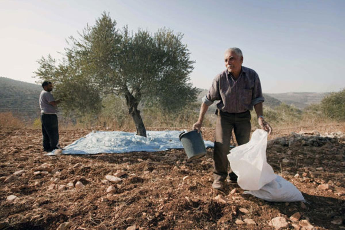 Agricultors palestins recullen olives a prop d’una tanca de seguretat que l’Exèrcit israelià va construir a Cisjordània.