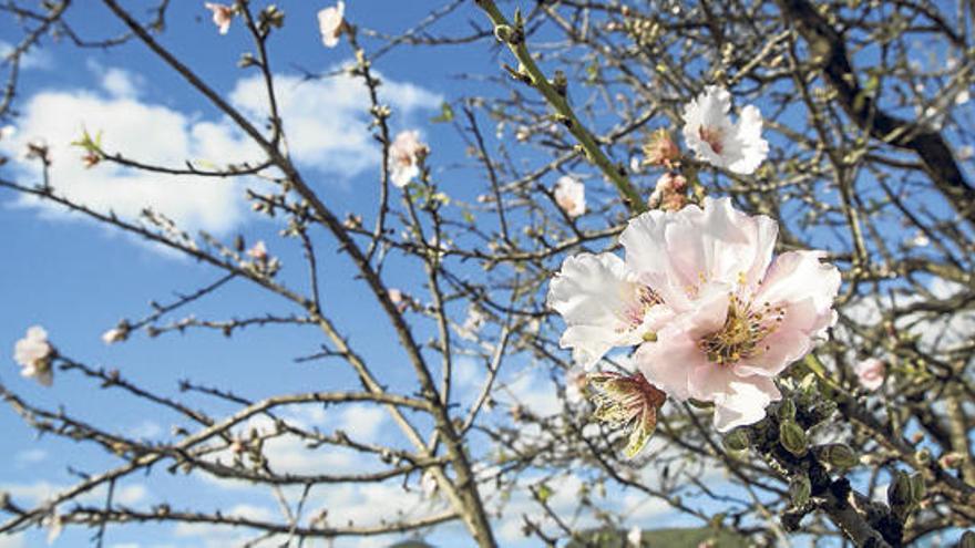 La flor del almendro empieza a decorar las islas - Diario de Ibiza