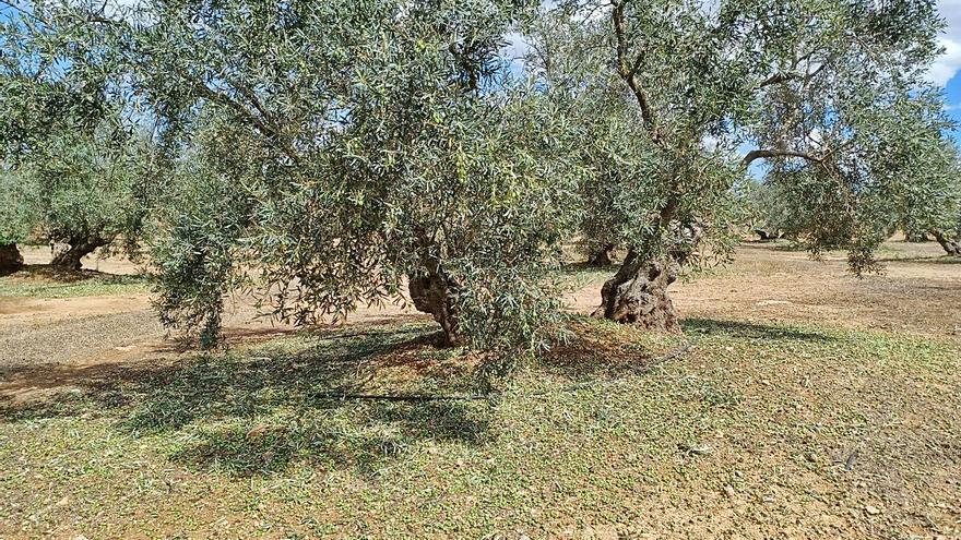 Las aceitunas en el suelo a causa del pedrisco. | L.O.