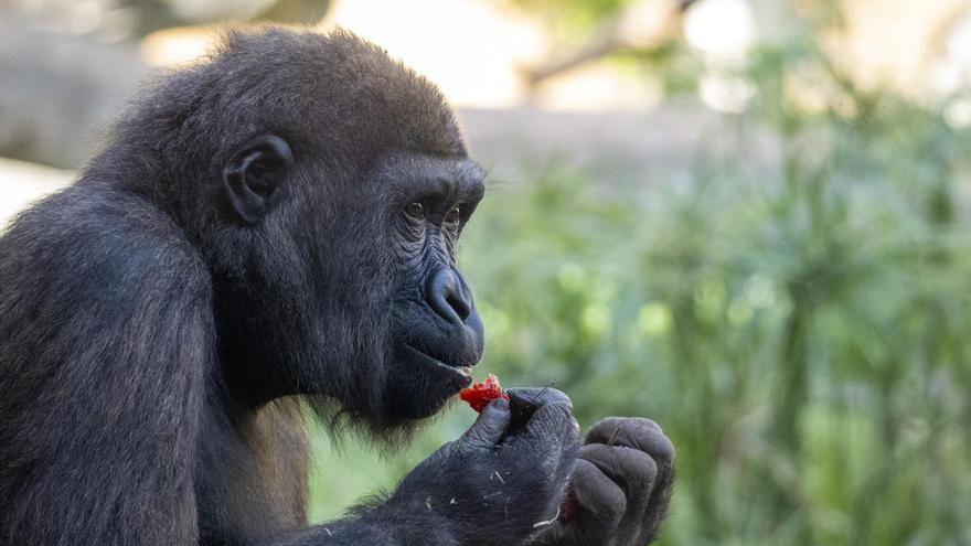 Celebración en BIOPARC Valencia por el  5º cumpleaños del gorila Félix