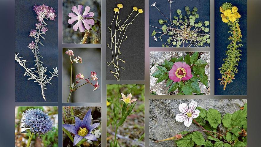 Wie viele dieser Pflanzen von Mallorca kommen Ihnen bekannt vor?