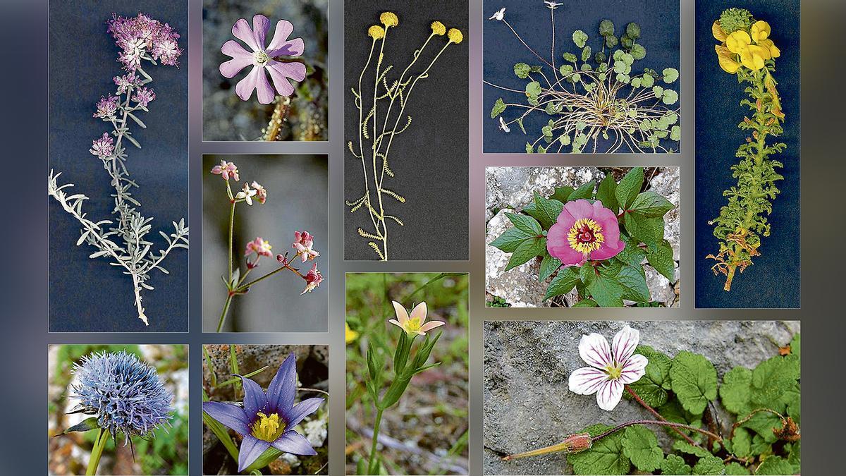 Na, wie viele Pflanzen kommen Ihnen bekannt vor?