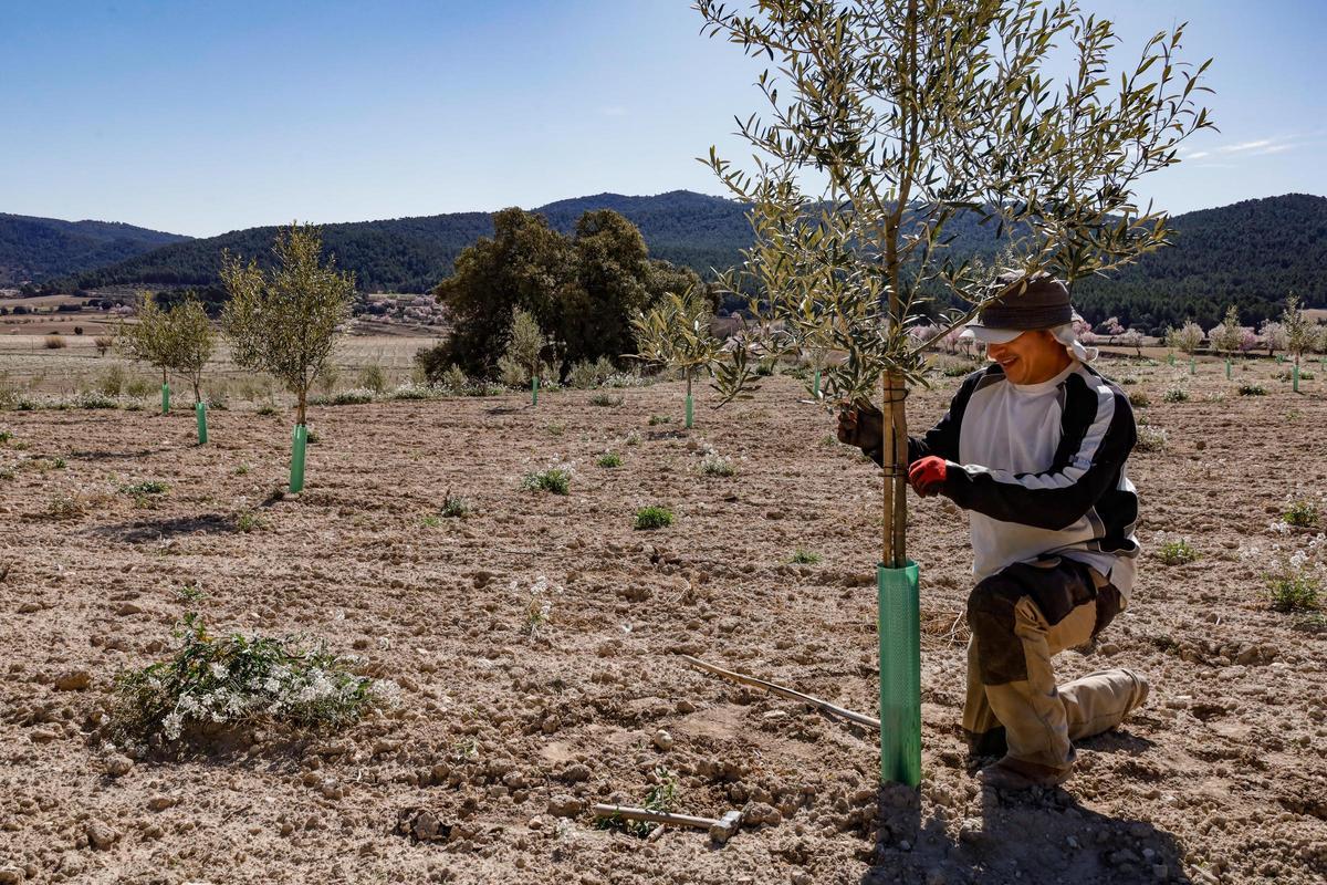 Reciente plantación de olivos en la comarca de l’Alcoià, entre los parques naturales de la Font Roja y Mariola.