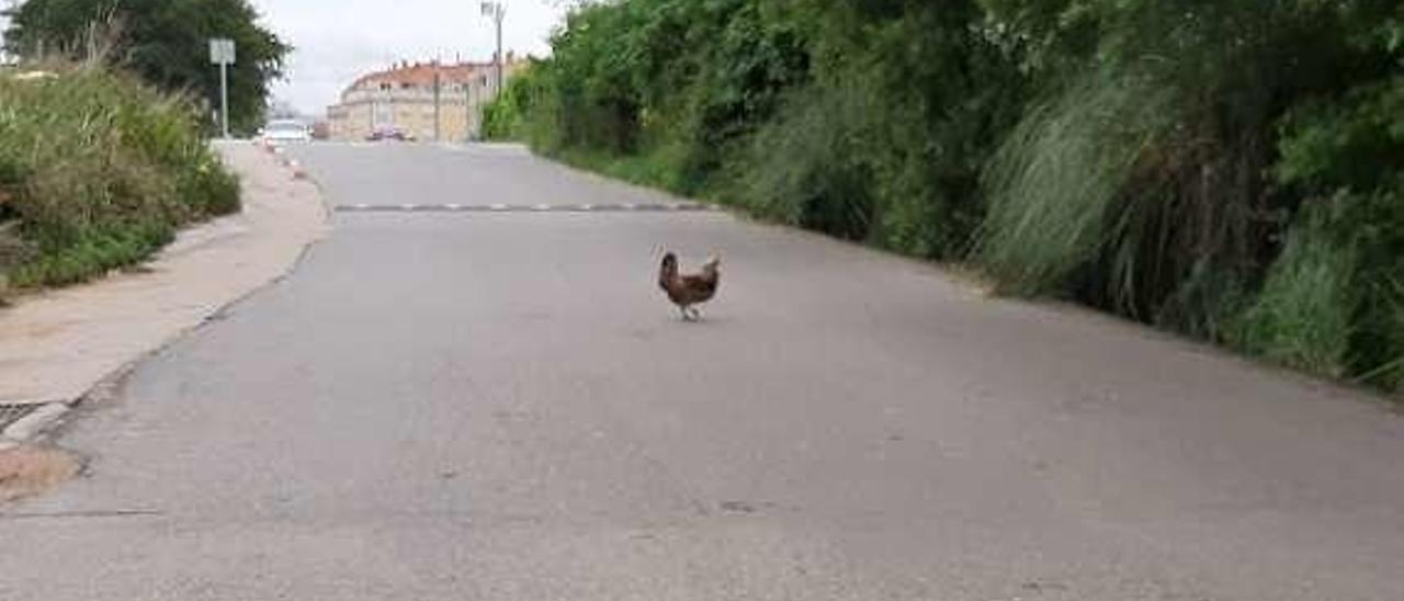 El confinamiento no es cosa suya - Hay a quien el estado de alarma le suena a chino, como a esta ave de corral que se pasea día sí y día también por la Avenida de Galicia, en Cangas. No sabemos nada de que le hayan multado por volar del gallinero.