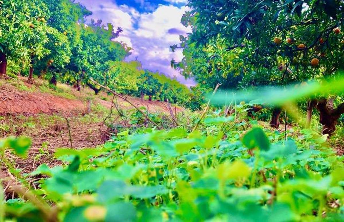 Tunaranjo.Online, nueva plataforma para la venta de cítricos ecológicos de Castellón