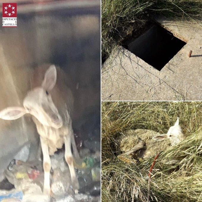 Imágenes facilitadas por el SIAB  de lugar donde se había quedado atrapado el animal.