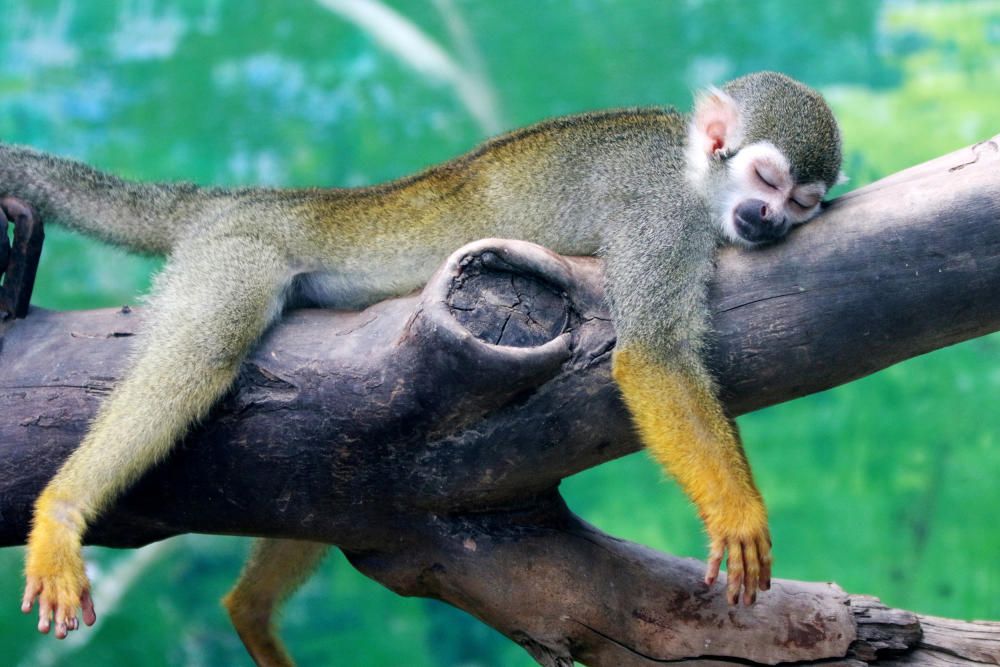 A squirrel monkey rests on a tree branch on a ...