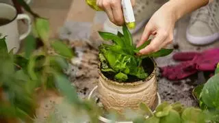 El poderoso insecticida casero para tus plantas: ten a mano aguacate