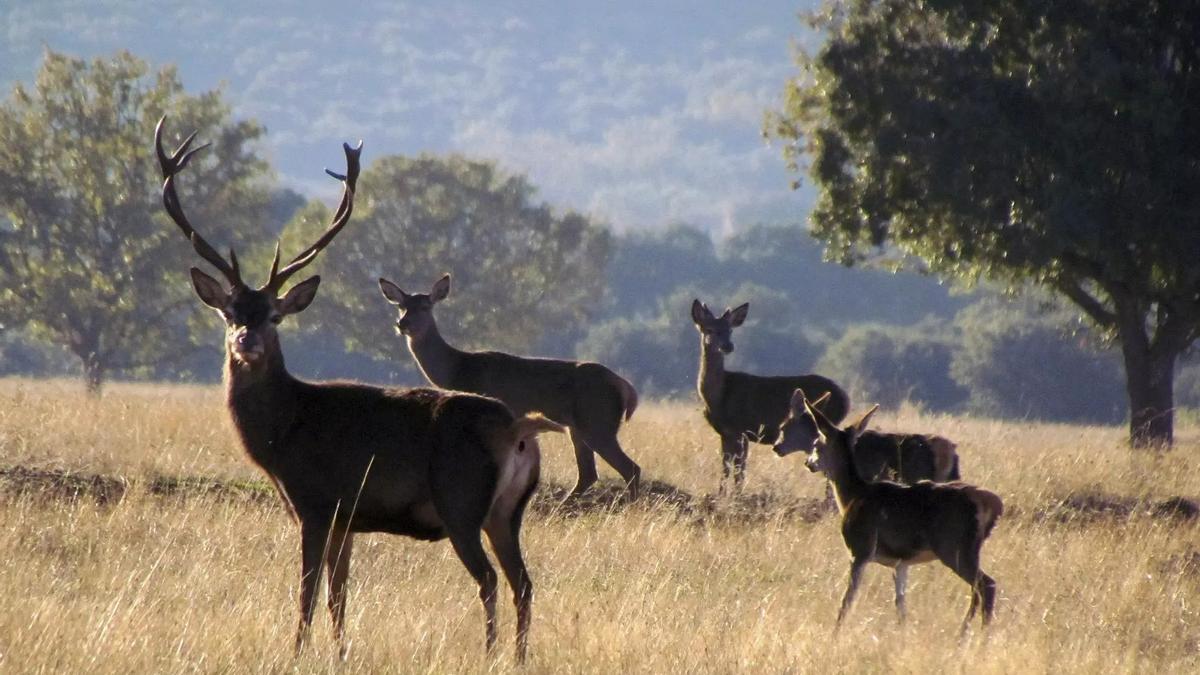 Varios ciervos en el Parque Nacional de Cabañeros, en Castilla La Mancha.