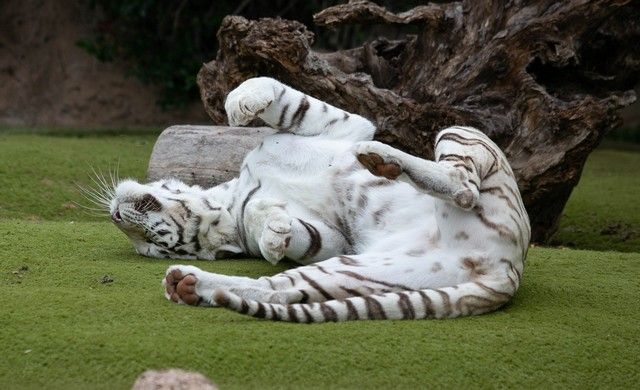 El Loro Parque reabre sus puertas al público después de 13 meses y medio de cierre por el Covid-19