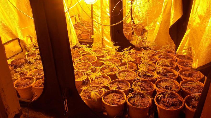 Els agents van localitzar 145 plantes de marihuana repartides en tres habitacions diferents de la casa · Policia Local de Cassà de la Selva