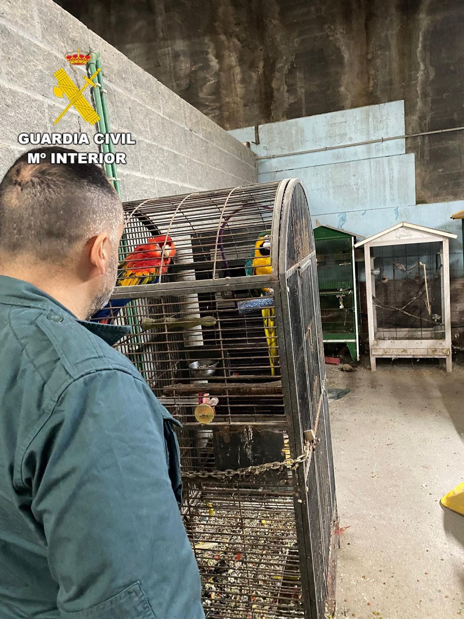 Desmantelado en Ordes el «criadero de los horrores»: más de 200 animales muertos y desnutridos