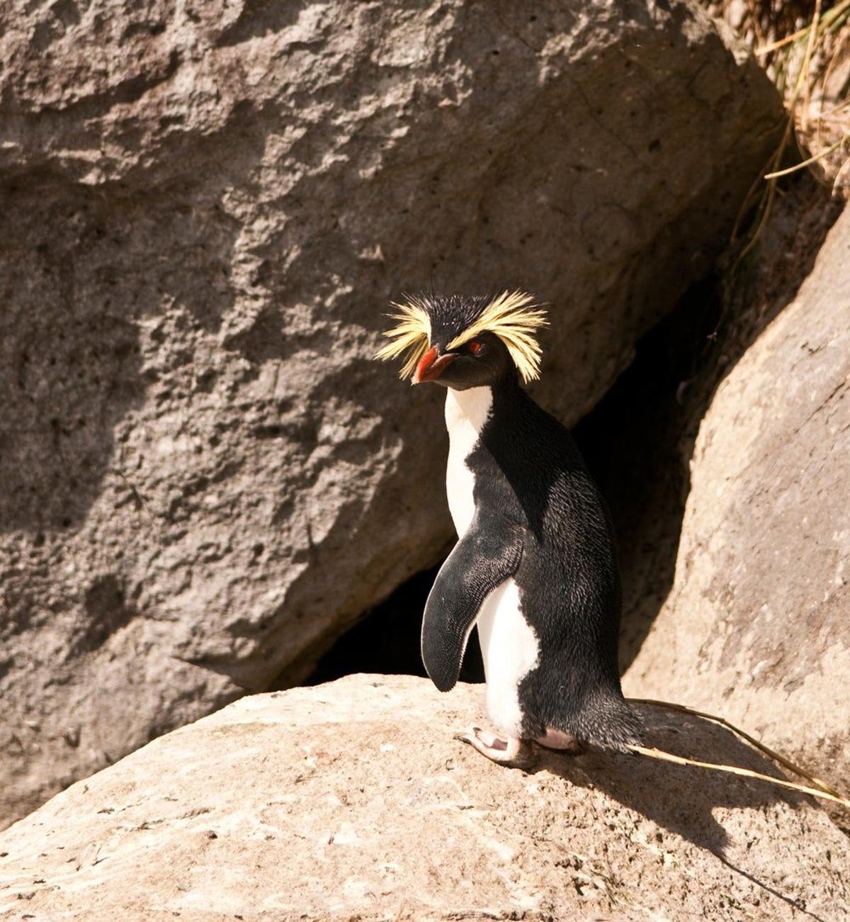 Pingüino de penacho amarillo norteño, en el Atlántico Sur y el Índico