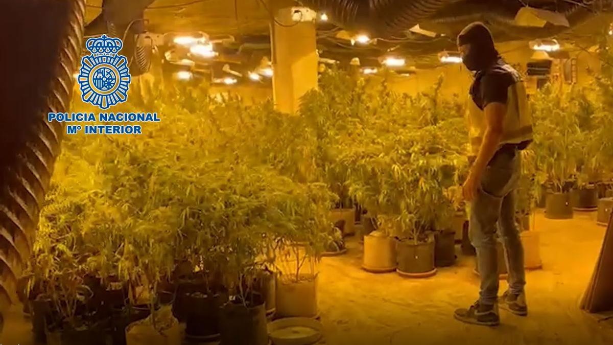 Agentes en la plantación de droga intervenida