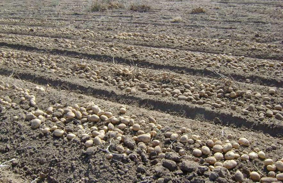 Cosecha de la patata en A Limia.