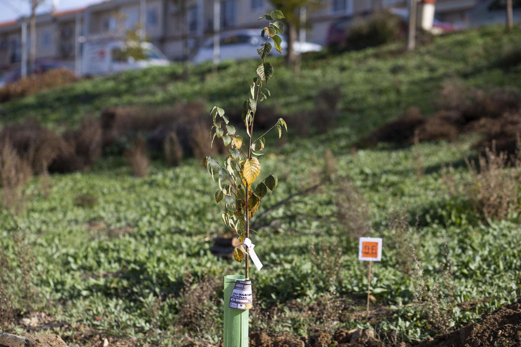 GALERÍA | Así ha sido la plantación de olmos en Cáceres El Viejo