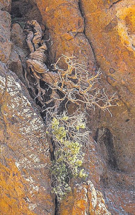 ‘Bárbol’, el más antiguo de Europa