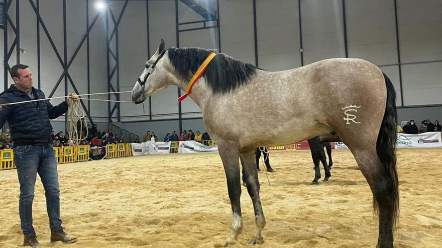 Laviana celebra con 121 participantes su feria ecuestre: los mejores caballos pasaron por la Pola